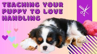 How To Teach Your New Cavalier Puppy to Enjoy Handling And Grooming 🐶 Cavalier Puppy Training Tips by Cavalier King Charles Spaniel Tips and Fun 643 views 4 months ago 6 minutes, 5 seconds