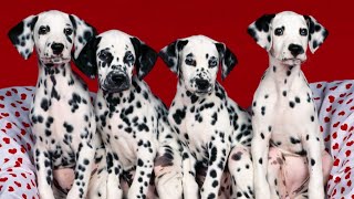 The Enchanting World of DalmatiansUnveiling the Hidden Joys