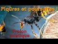 Piqûres et poursuites - frelons asiatiques et tuyau d’arrosage(attaque)