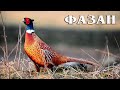 Фазан: Национальная птица Грузии | Интересные факты про фазана