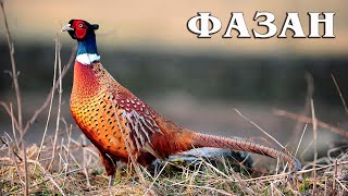Фазан: Национальная птица Грузии | Интересные факты про фазана