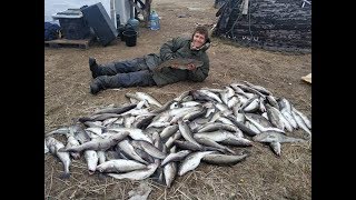 Супер рыбалка РЫБАЧИЙ, ТЕРИБЕРКА, УМБА Полный Прицеп рыбы