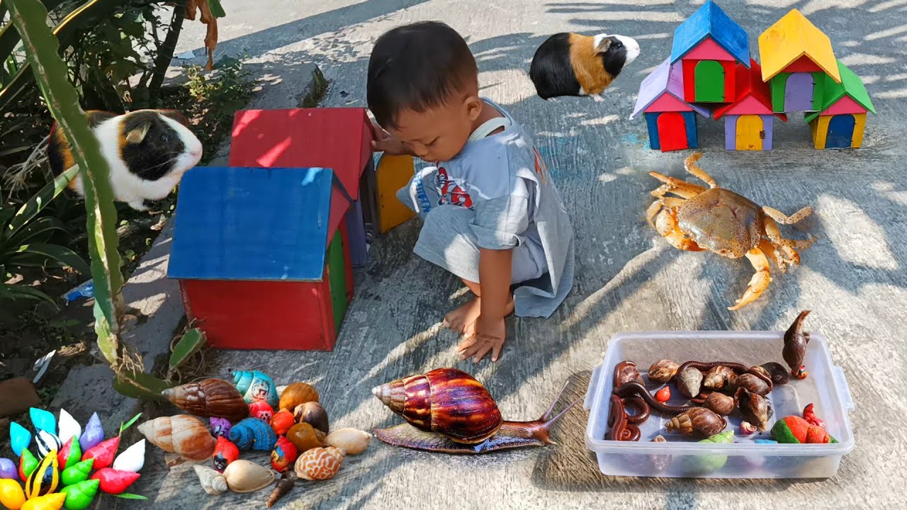 Wow Seru..Menemukan Keong Bekicot Luwing Kaki Seribu Kepiting Cangkang Kelomang