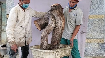 cây cóc chua to(X) quái ghép cóc thái có trái rất đẹp lh 0795050333