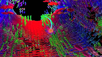 Tractography Animation