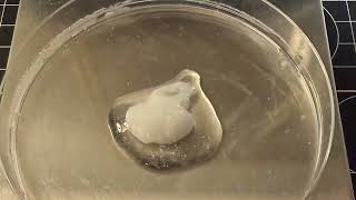 This Nanocellulose Archival Adhesive Mix Makes Paper Tears and Rips Disappear