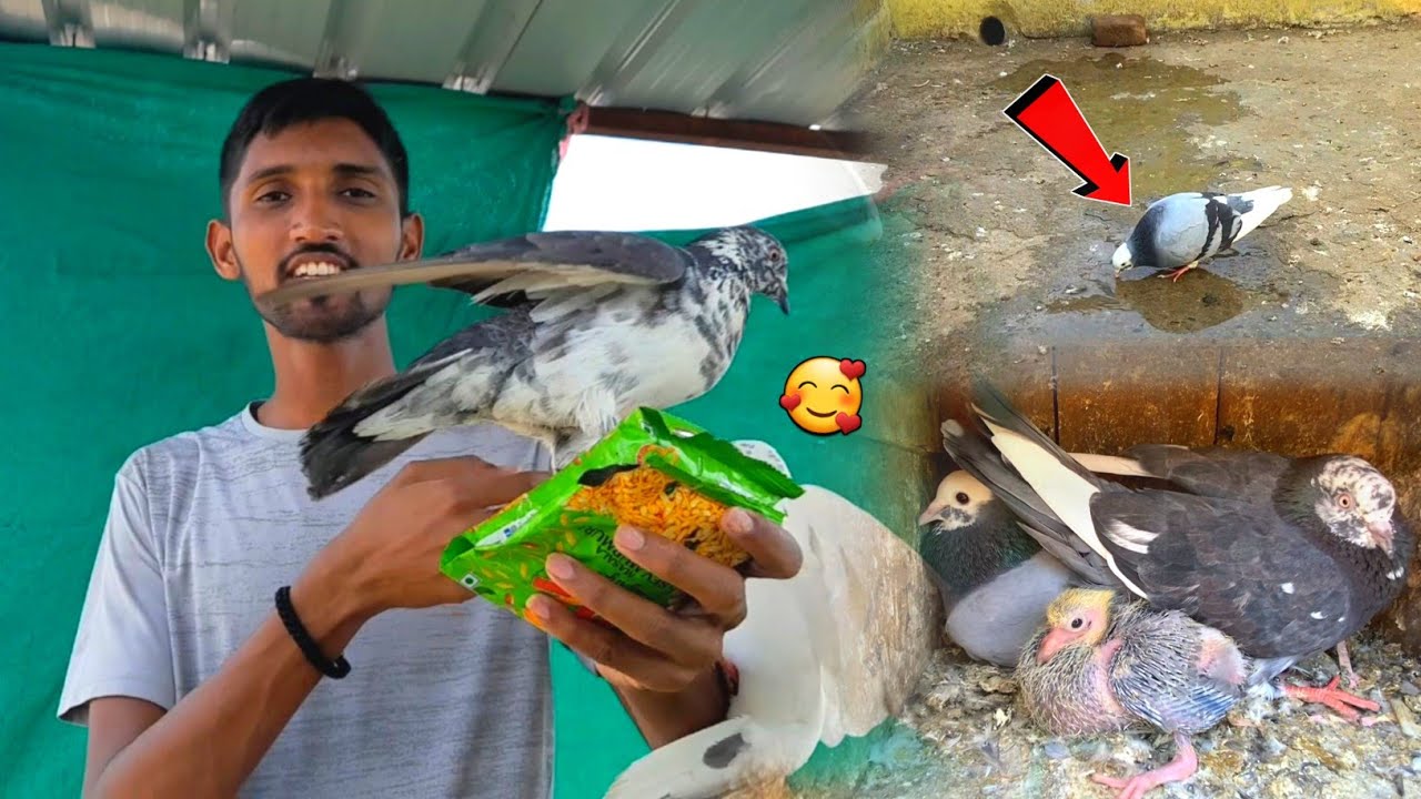 घर लौट आऐ अपने कबूतर 🕊️ !! Baby🐥 Pigeon K Maa Baap Wapas a Gaye 😍 !!