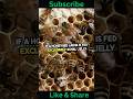 "🐝 Amazing Bee Facts 🐝 | 5 Eyes, Royal Jelly & Queen's Power! 👑🍯 | Fun Bee Trivia 🐝✨"