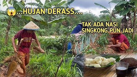 HUJAN DERAS AKTIFITAS MERAWAT TANAMAN TERHENTI | MASAK SINGKONG REBUS DI TEMANI SEGELAS KOPI