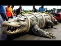 20 abnormally large animals that actually exist 2