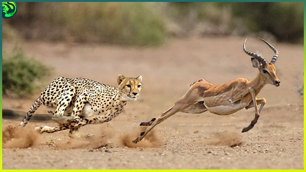 TOP 15 Ruthless Cheetah Hunting Moments - Watch Video