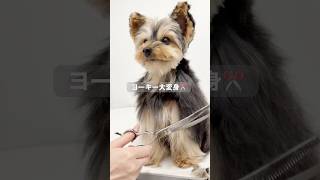 ヨーキー大変身#shorts #フクのキロクチャンネル #ヨークシャーテリア#ママミング