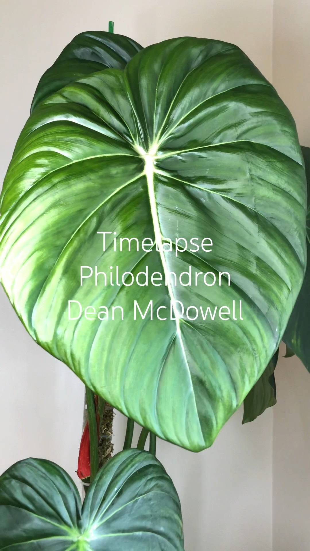 タイムラプス #フィロデンドロンディーンマクドウェル #planttimelapse