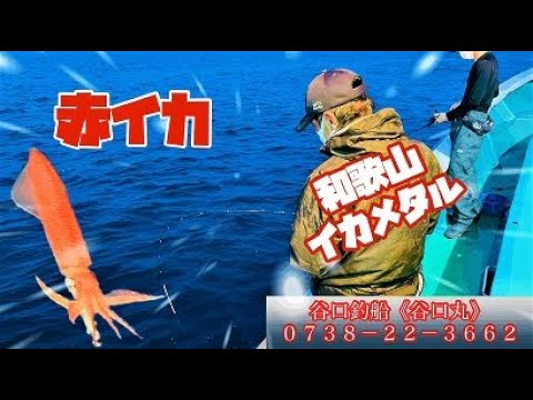 赤イカ釣り7月14日和歌山イカメタル Youtube 赤イカ釣り7月14日和歌山イカメタル Youtube