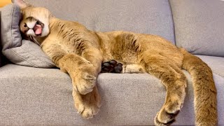 The sweetest sleep of cats! Puma Messi and his weirdest sleeping positions