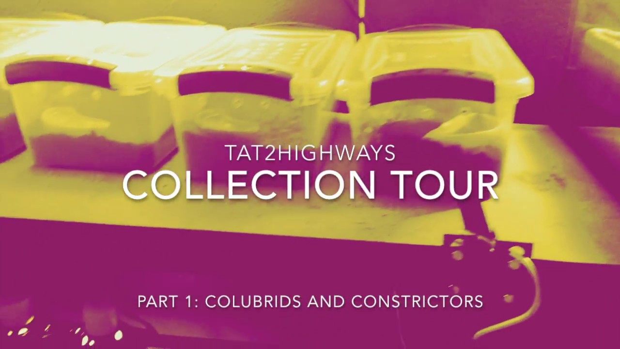 king snake oklahoma Collection Tour!!! 16 snakes!!! Colubrids and Constrictors