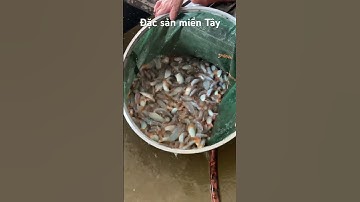 Đặc sản miền Tây sông nước..cá heo mùa nước nổi #caheo