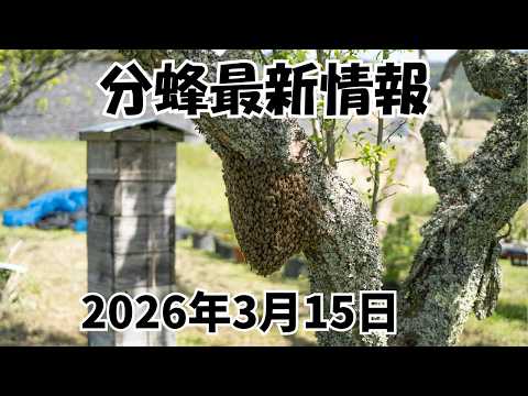 Swarming has begun in northern Kyushu! Explanation of the Japanese