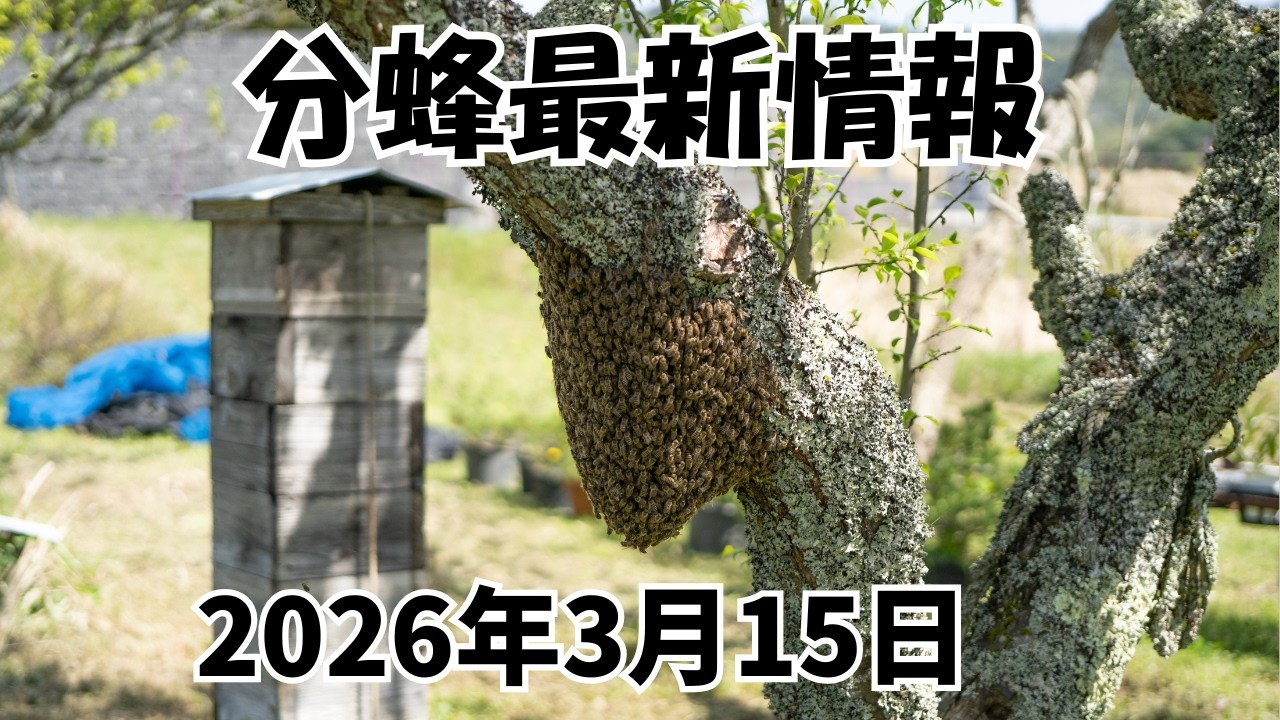日本ミツバチ　みつばち　日本蜜蜂2024年春分蜂群です　古い待ち受け巣箱に自然入居した群です 日本ミツバチ みつばち 日本蜜蜂2024年春分蜂群です 古い待ち受け巣箱