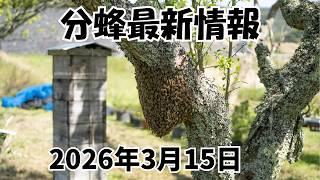 Swarming has begun in northern Kyushu! Explanation of the Japanese