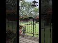 Nature Bird Sounds _ Peaceful Porch with Birds for Sleep, Study, Work & Meditation.mp4