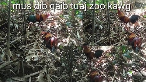 10/12/2022 kuv yuav coj nej mus nrog kuv dib qaib nawb