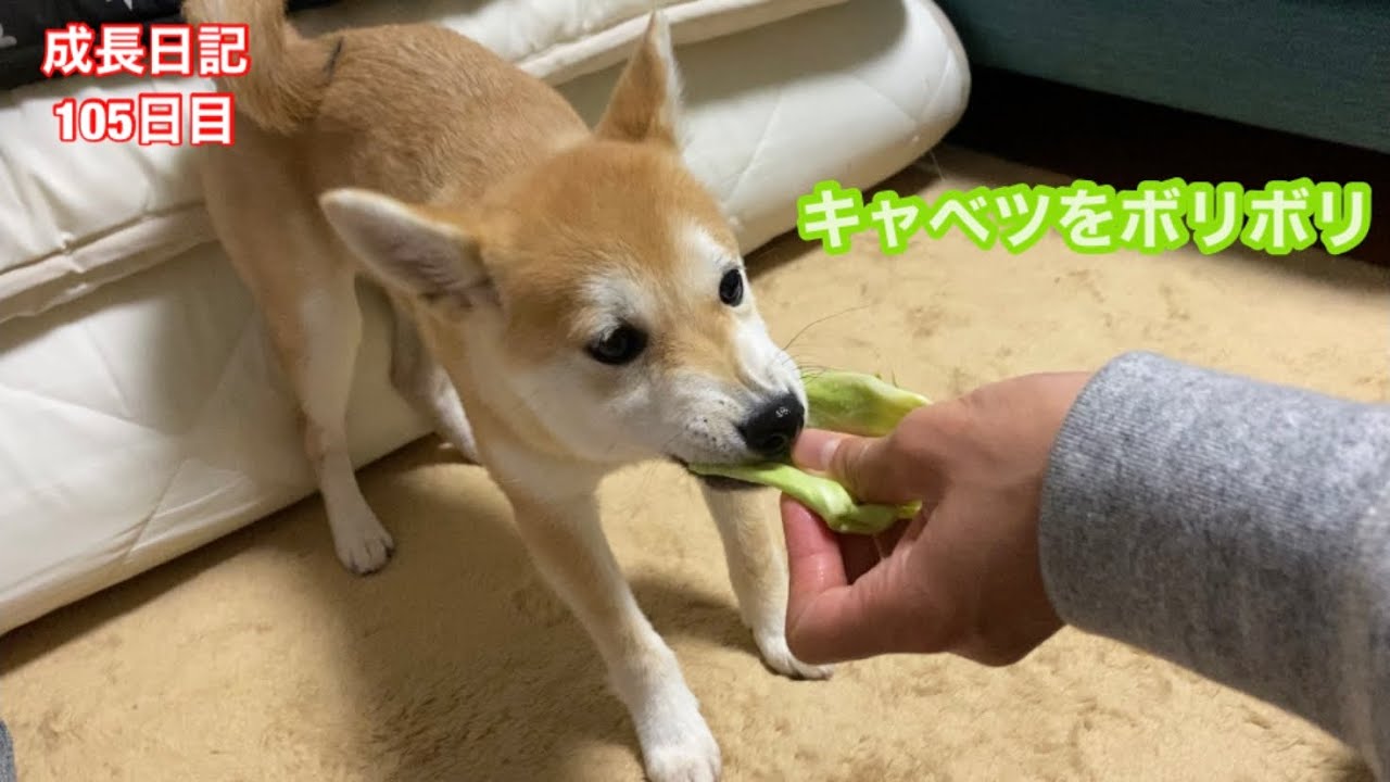 【成長日記105日目】キャベツをボリボリ食べる豆柴子犬 YouTube