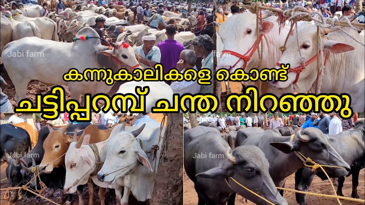 ചട്ടിപ്പറമ്പ് ചന്തയിൽ പെരുന്നാൾ പ്രമാണിച്ച് വമ്പൻ കച്ചവടം, chattipparamb chantha