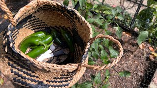 Harvesting Jalapeno Peppers In The Garden Zone 6A