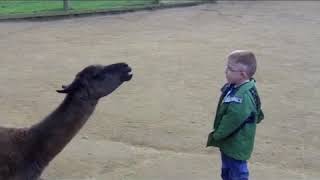 Lama spits the kids face 😂