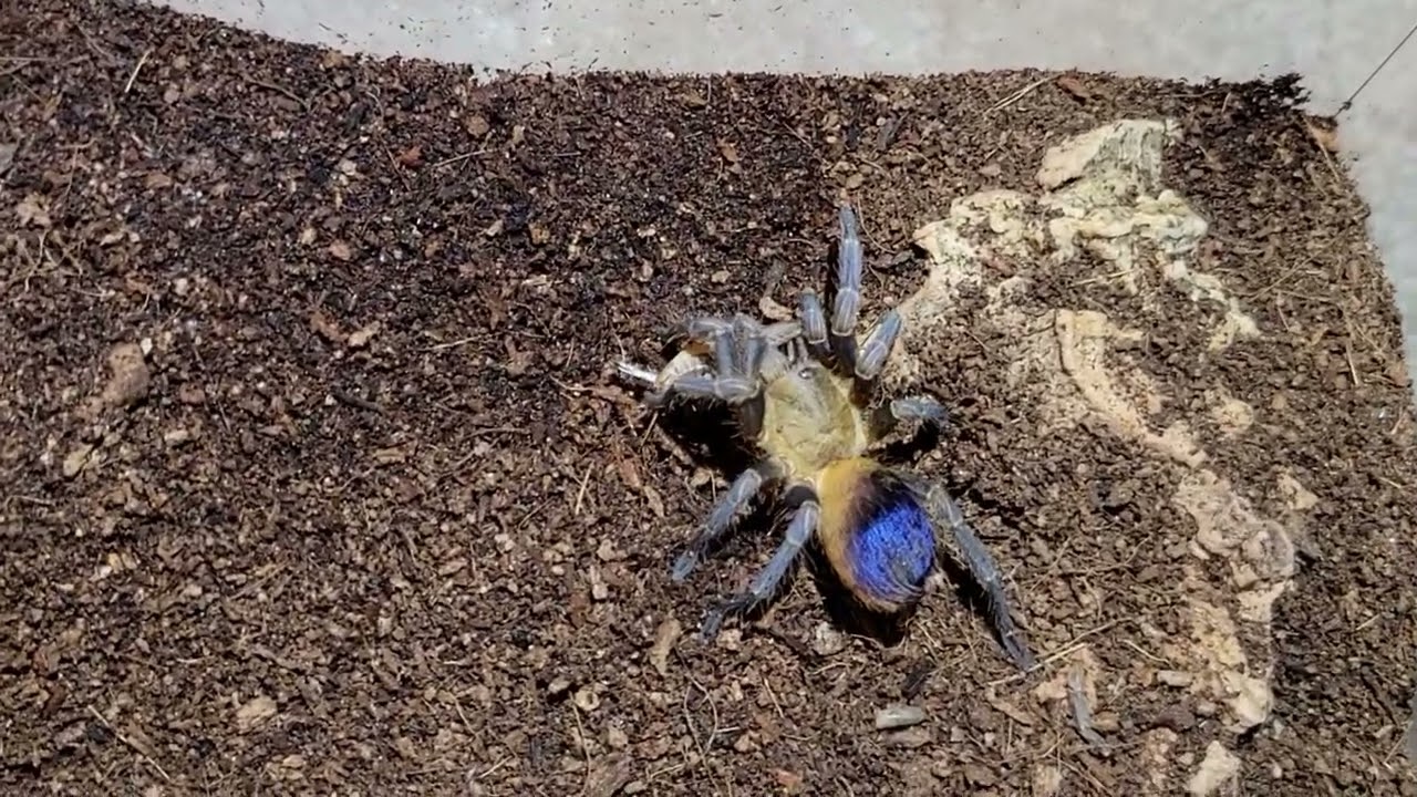 Pseudhapalopus sp Colombia Feeding