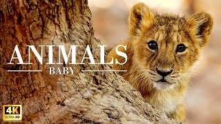 Africa Wildlife In 4K ~ Baby Animals Collection ~ Scenic Relaxation Film With Calming Music