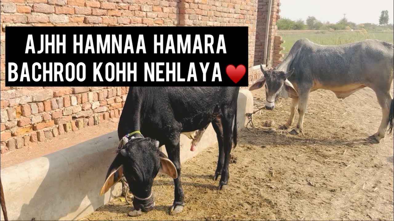 Mazaa Ayaa Bhtt Ajhh Bachroo Kohh Nehlaya ♥️😍