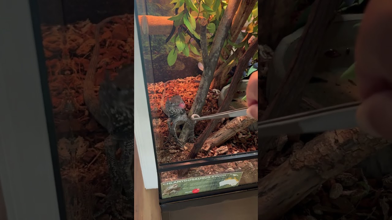 Grilled Lizard Eating Superworm Up Close | Reptile Feeding Video"