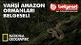 Amazon Ormanları ile ilgili video