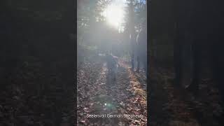 Vermeer and his stick- an iconic part of our German Shepherd Hike through our Maine forest!