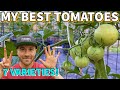 7 tomatoes i must grow every year my best tomato varieties