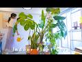 Early Summer Plant Care🪴Growing Vegetables on Tiny Balcony(1㎡) 🌿 Tokyo Small Apartment
