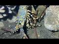 Diving under the sea to catch eels, crabs and sea cucumbers | Part 247-2