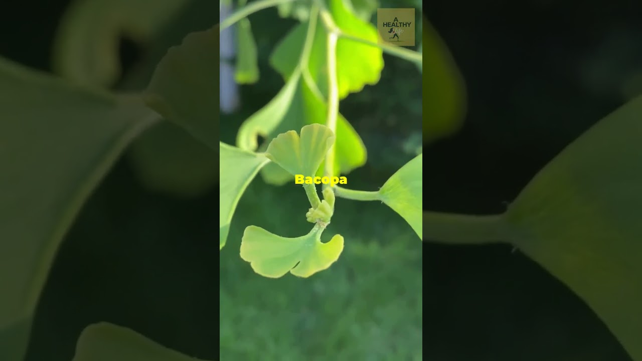 Best Brain Booster for Work and Study – Fast Brain Booster Explained!