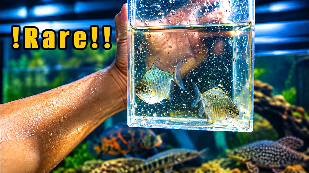 Catching All of My Exotic Fish