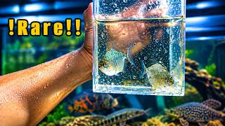 Catching All of My Exotic Fish