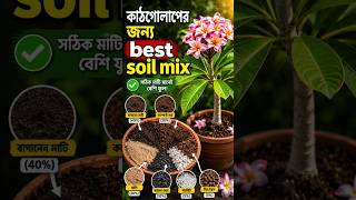 🌱 Best Soil Mix দিলেই কাঠগোলাপ ভরে যাবে ফুলে! 🌺✨#Kathgolap #PlantCare #Shorts#PlumeriaCare#SoilMix