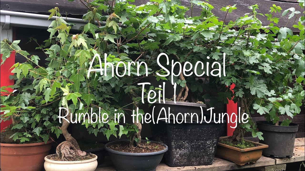 Ahorn Special Rckschnitt Teil1 Bonsai oder Kleinholz 2024-25