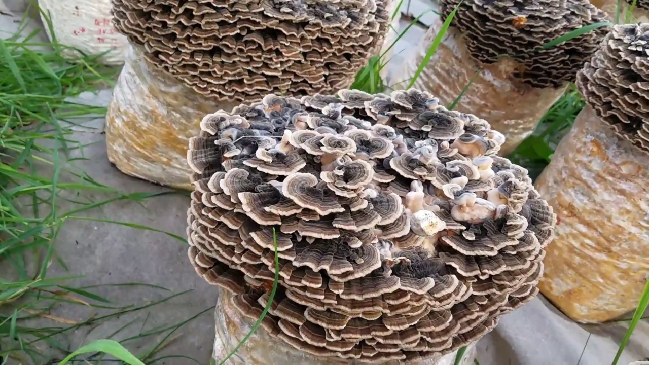 Outdoor grown Turkey Tail Mushrooms In Vermont Close up YouTube outdoor-grown-turkey-tail-mushrooms-in-vermont-close-up-youtube