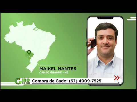 TABAPUÃ: BOIADA JOVEM E CONFINADA ULTRAPASSA 20 ARROBAS EM MS