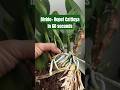 Dividing &amp; Repotting a Cattleya Orchid in 60 Seconds