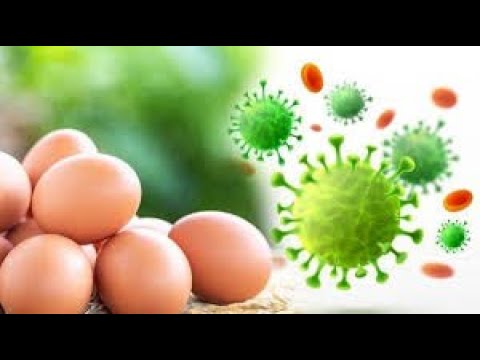 Facing Covid 19 Eggs Can Be a Healthy Food Alternative for our antibodies