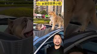 Beraninya Sama Anak Kecilshortsfeed shorts funny