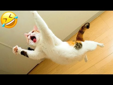 видео: When Silly Pet Fails 😺🐶 You Laugh You Lose 😅😂